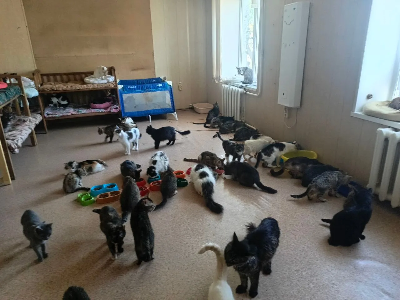 🆘 Срочный SOS из КОТоДОМа  ☺ 130 пушистиков нуждаются в вашей помощи! 🆘