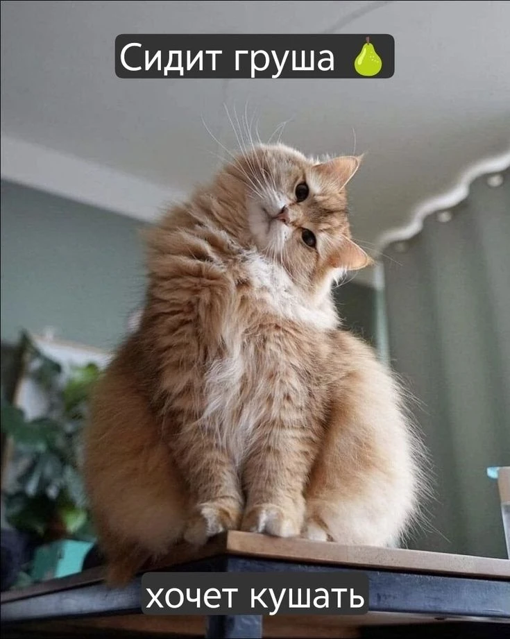 Смешно?😃 Жми лайк, пока не забыл. А подписка — чтобы не потерять того, кто поднимает тебе настроени