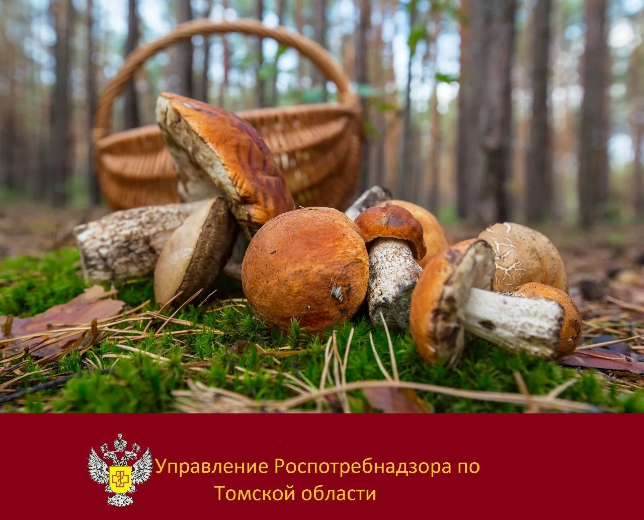 🍄 Как собрать грибы и не отравиться!
