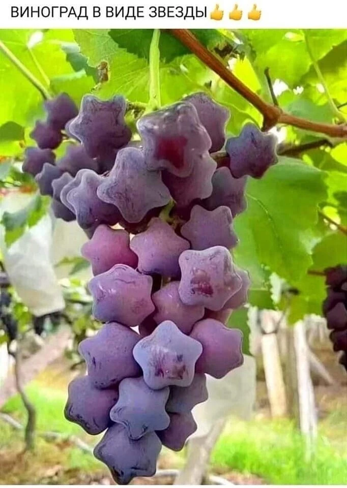 Такое удивит каждого😃
Интересная идея😊