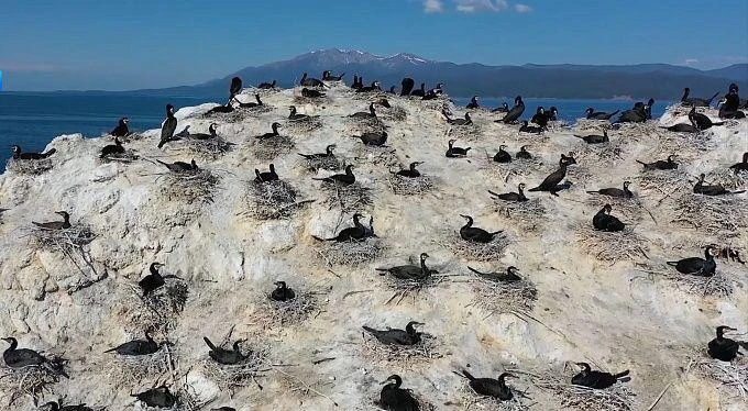 🦅 Бакланы, на выход 

В Бурятии начался сезон охоты на бакланов. С 8 августа и до момента отлета пт