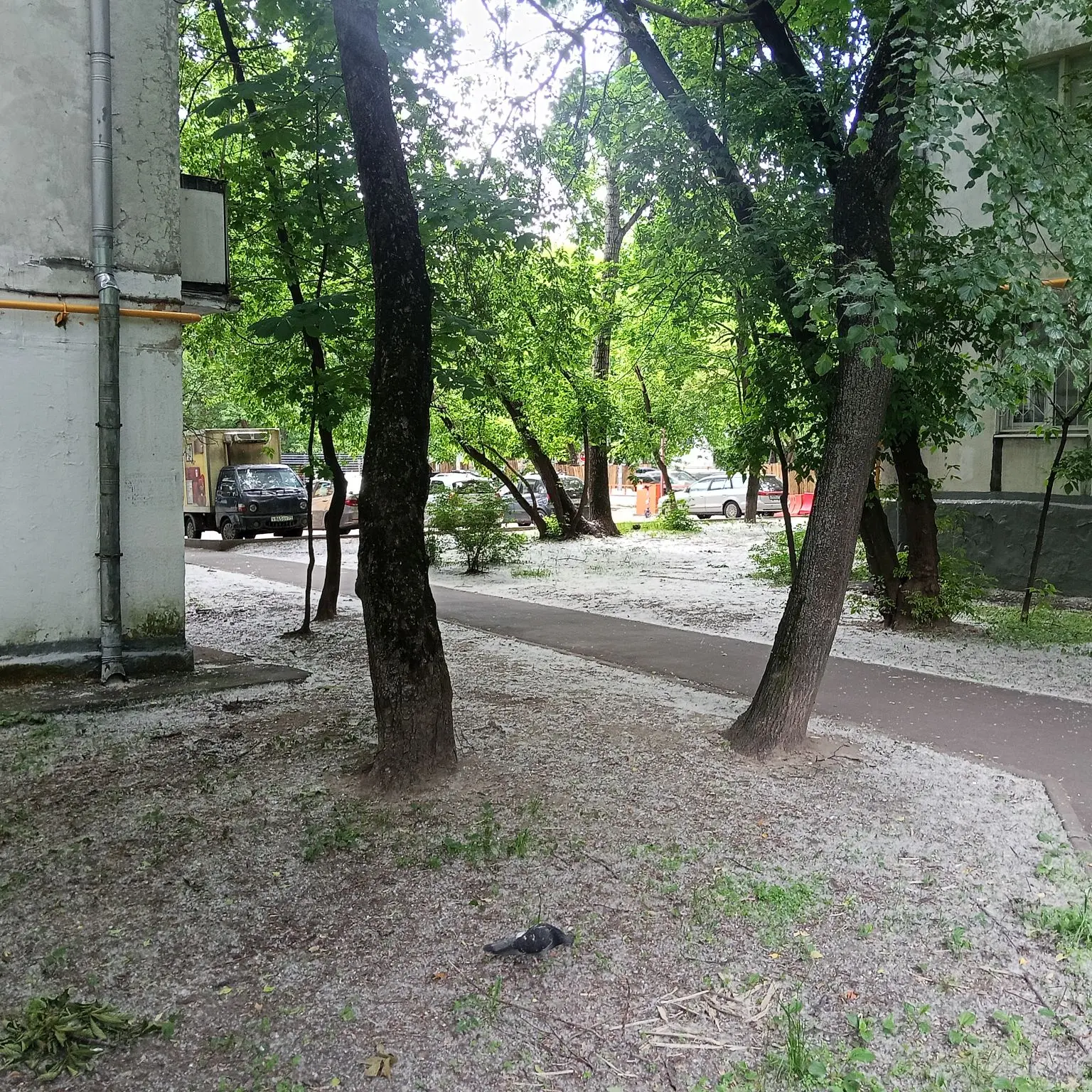 Можно подумать что это снег лежит - но нет! Тополиный пух.

Хотя оно и в лицо попадает, что-то добро