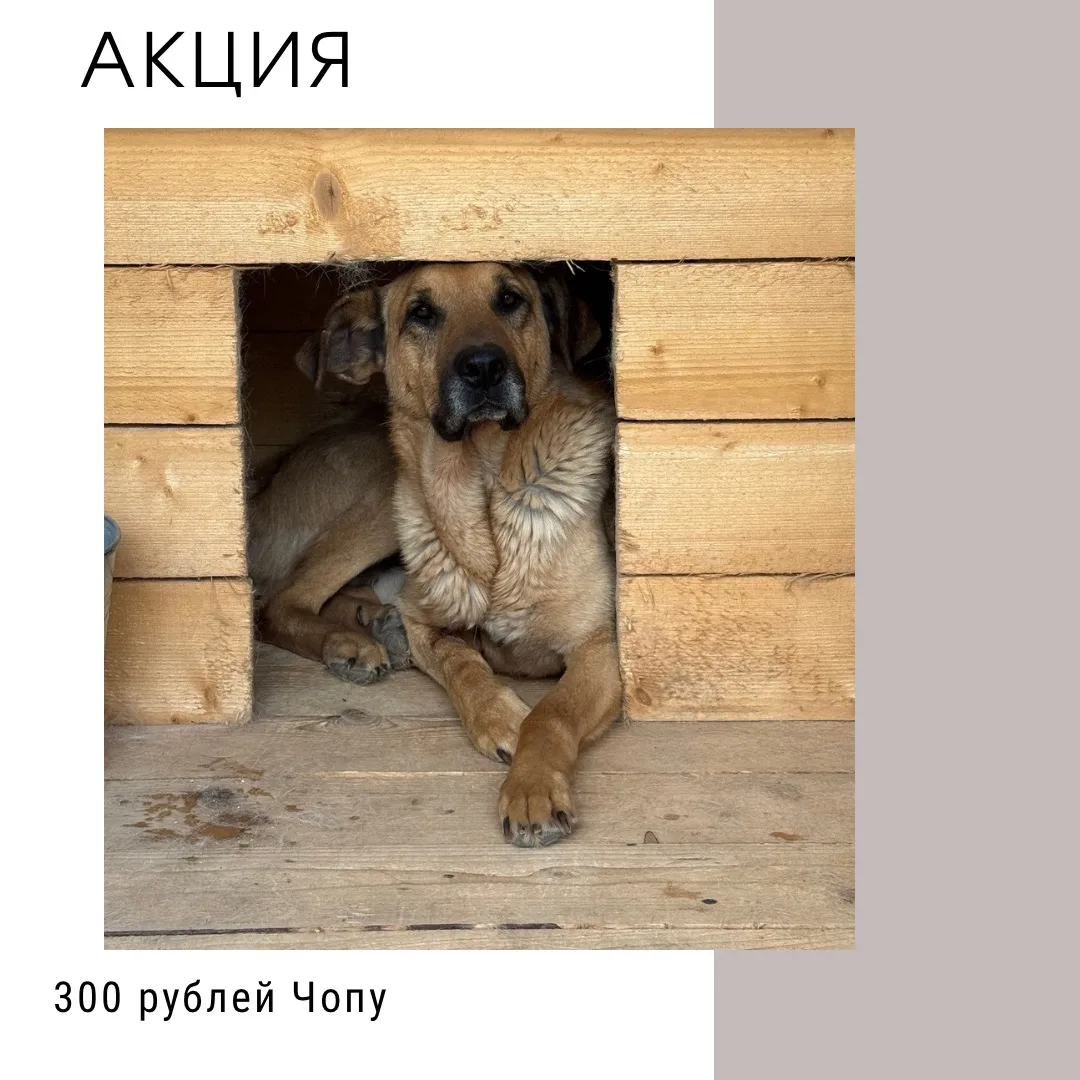 Акция «300 рублей питомцу»