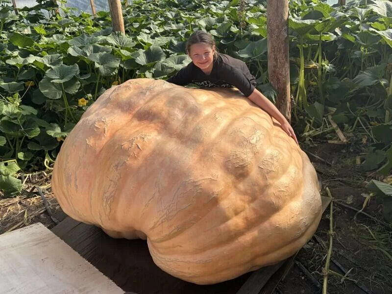 🎃 12-летний школьник из Иркутска вырастил тыкву весом больше 800 кг! Кто-то слишком се...