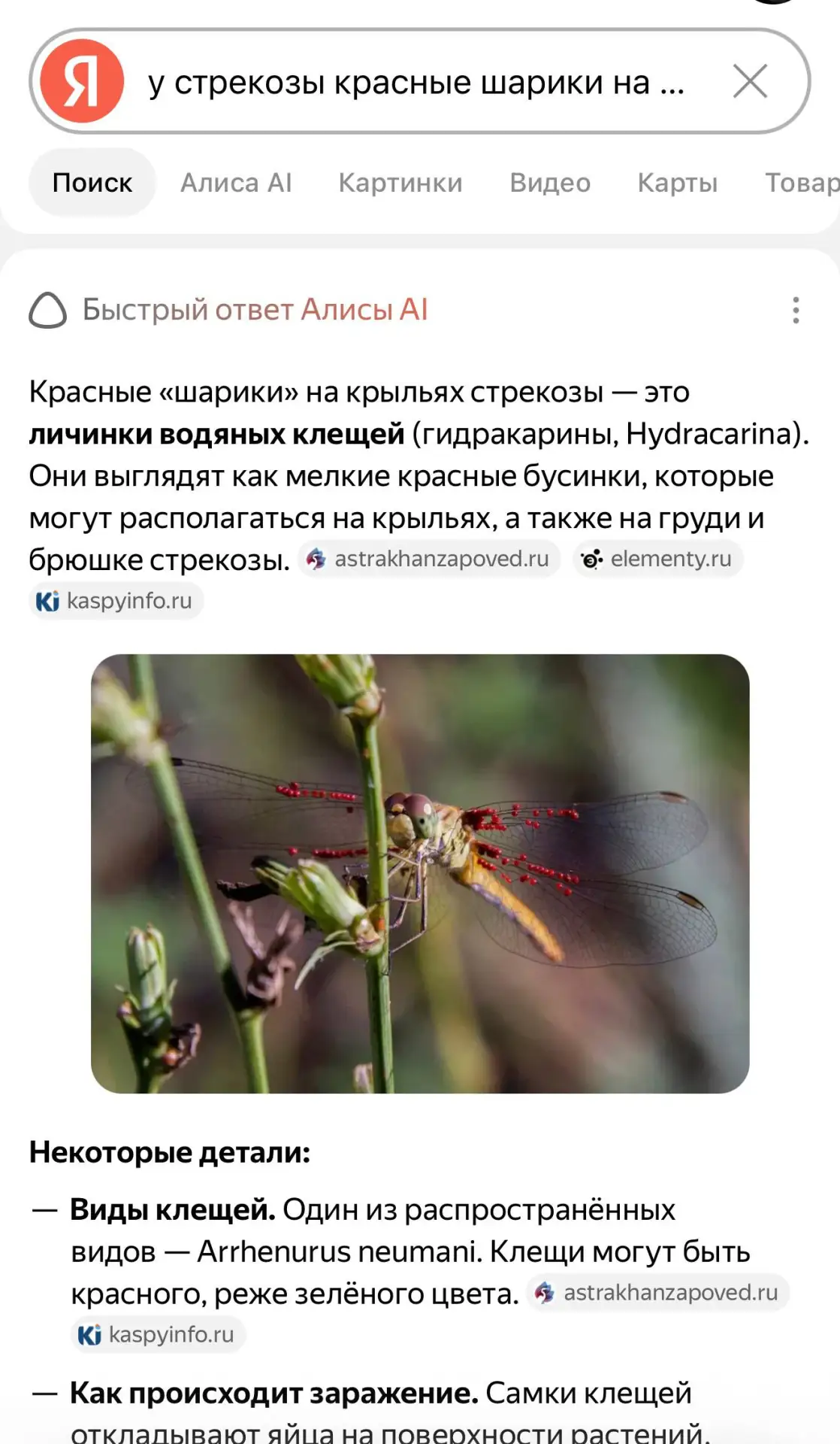 А как раньше люди без Гугла жили?