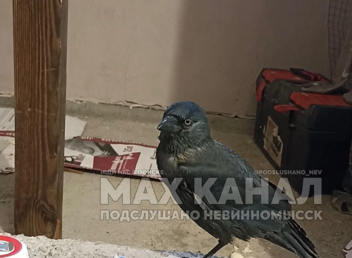 ⚡️Нашли раненую птицу. Наверно это галка. Нет одной лапки и ранено крыло. Все подлечили...
