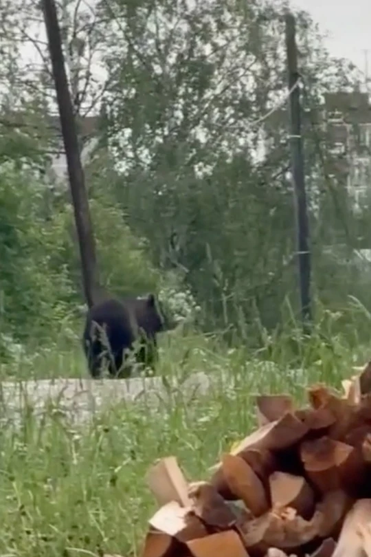 🐻 В Пермском крае пытаются прогнать медведя, который ходит по улицам Гремячинска.

Хищник уже неско