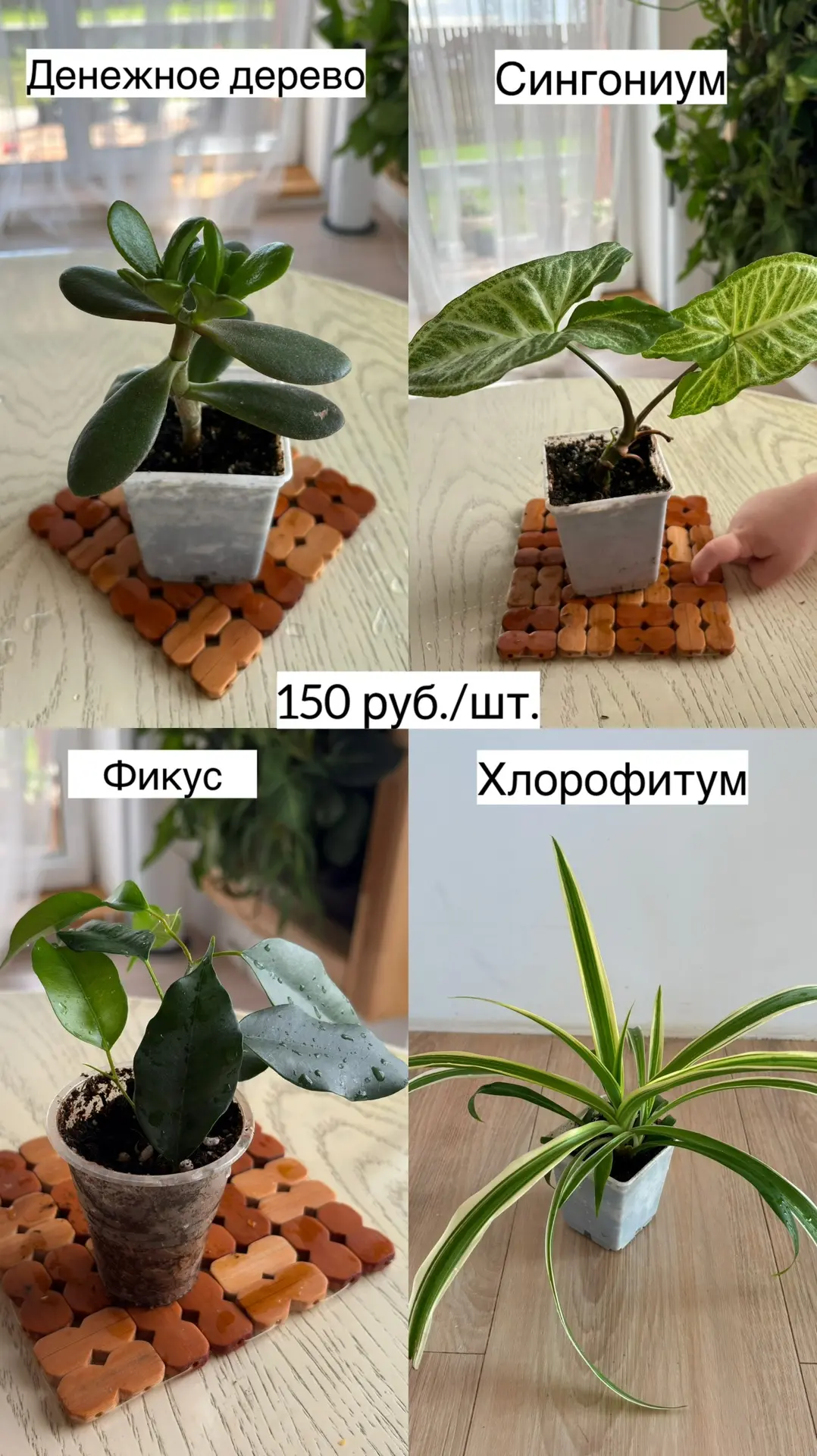 Комнатные цветы в наличии 🍀