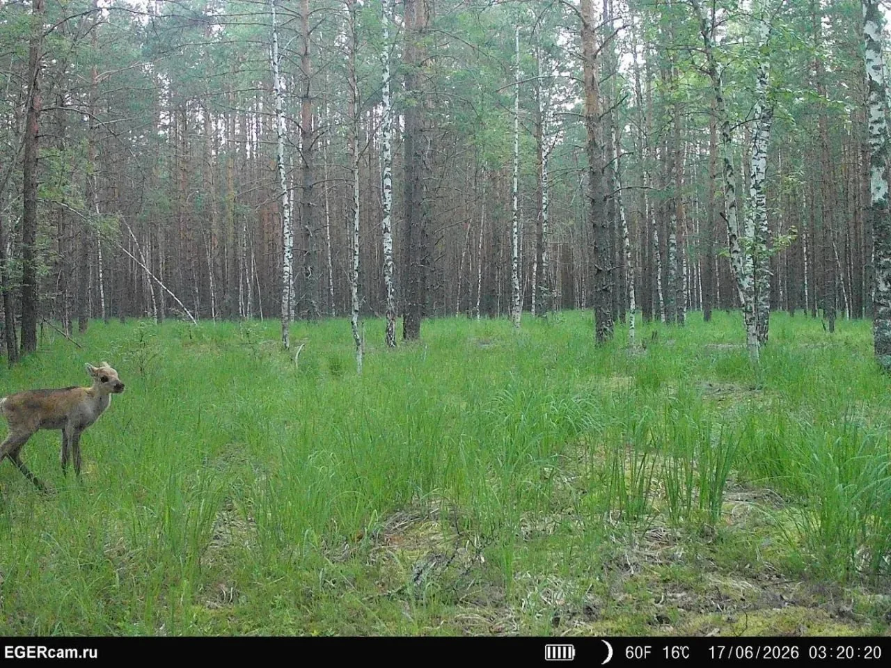 🦌 Фотоловушки в Керженском заповеднике засняли годовалых детенышей северного оленя