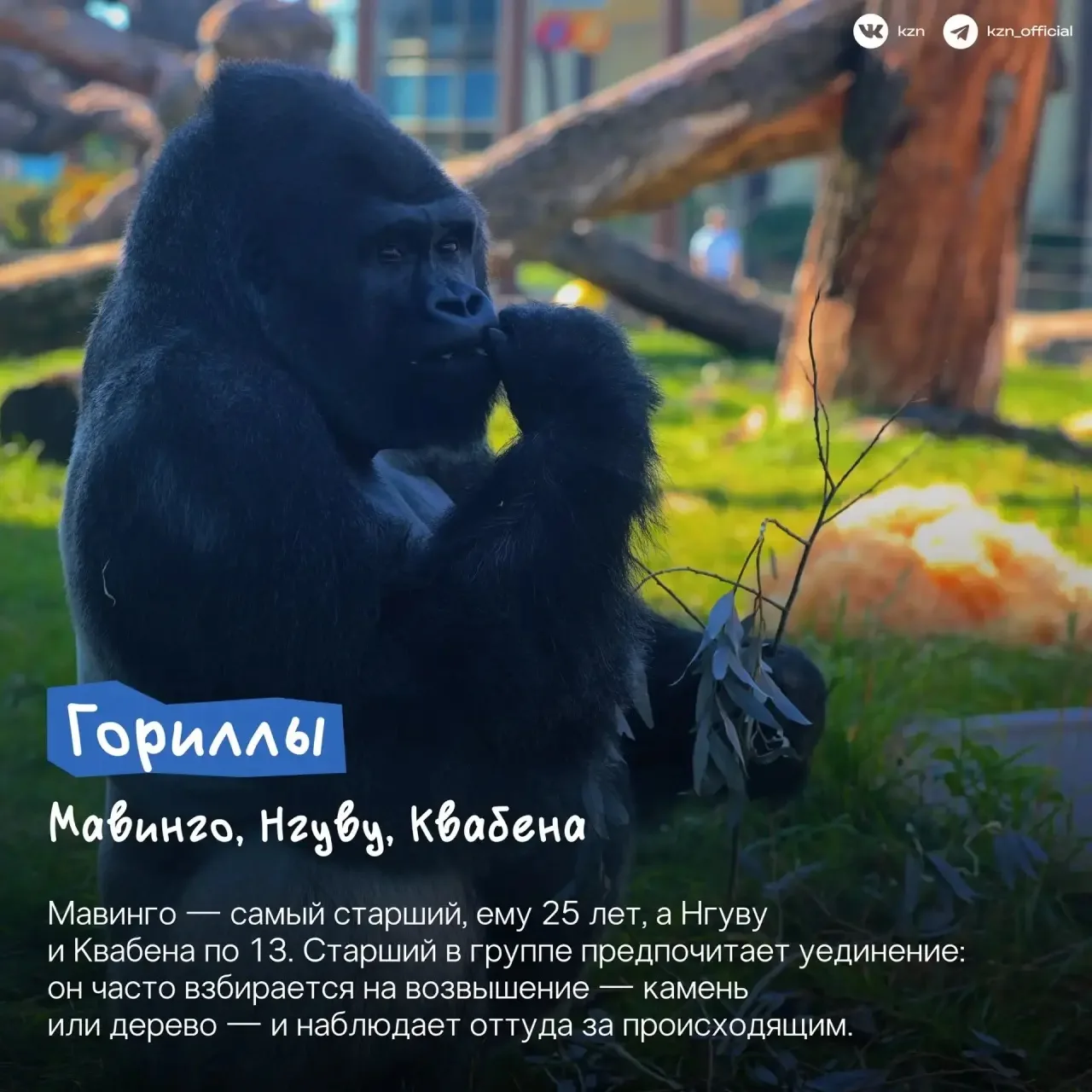 А вы знали, что в нашем зооботсаду живет самое большое в России количество жирафов? 🦒