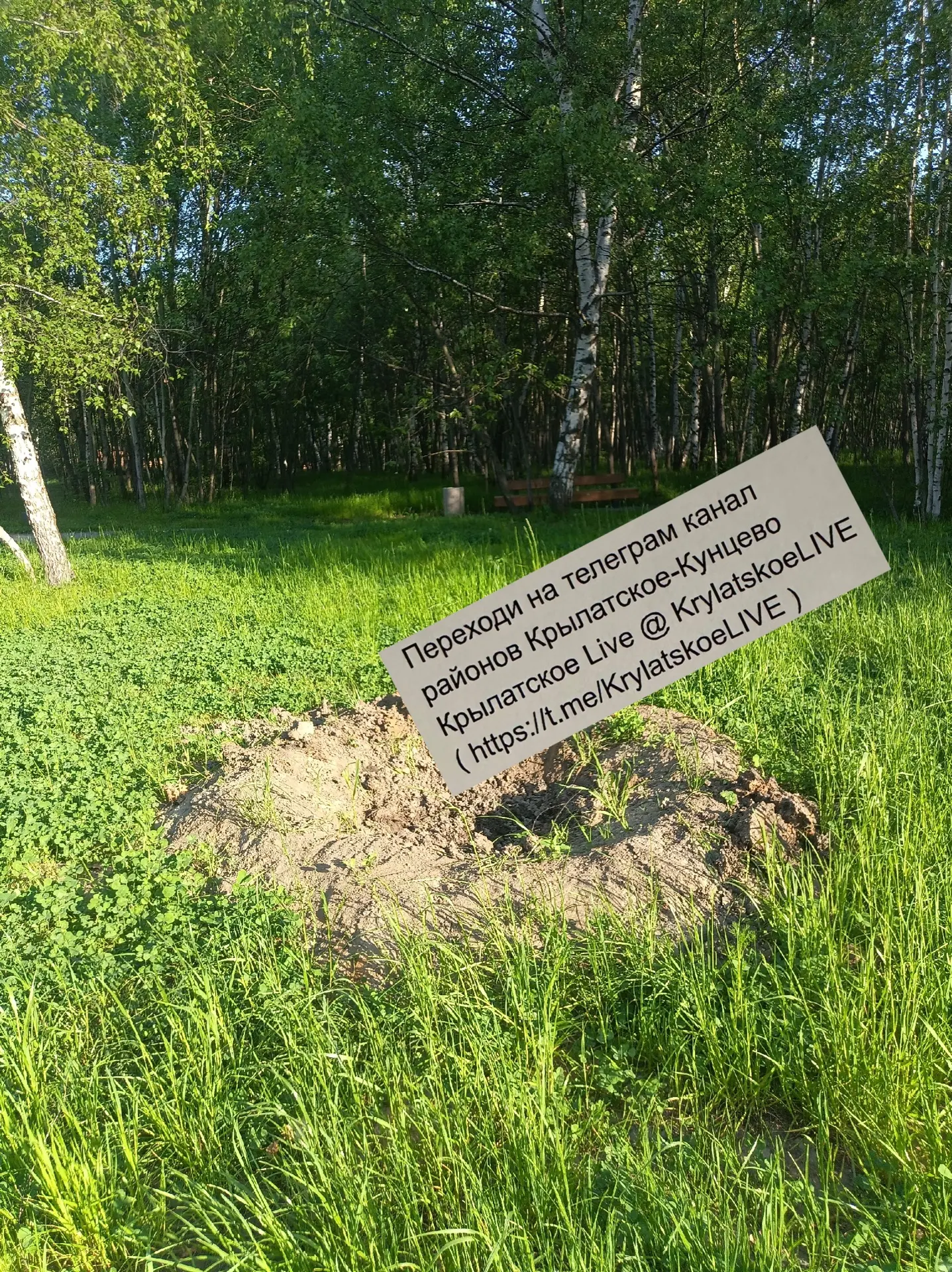 На благоустроенной поляне в парке на Крылатских холмах исчезли некоторые посаженные в прошлом году д