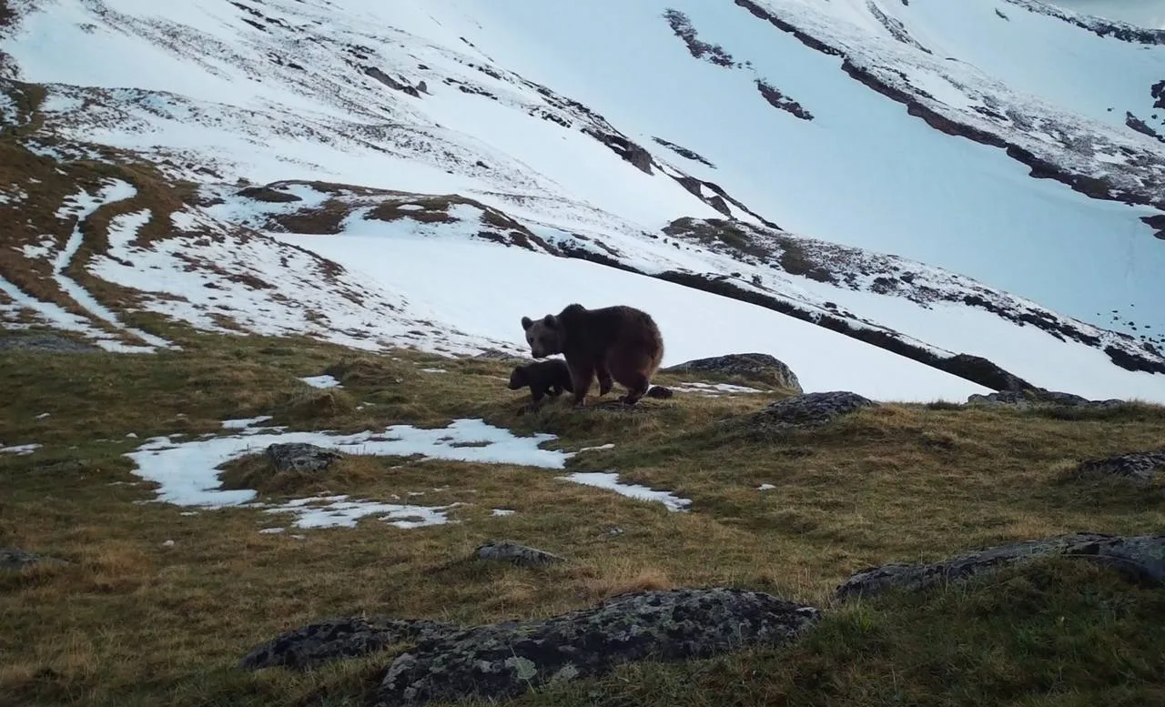 🐻 В Кавказском заповеднике сократилась численность медведей

Ученые насчитали 170 медведей, включая