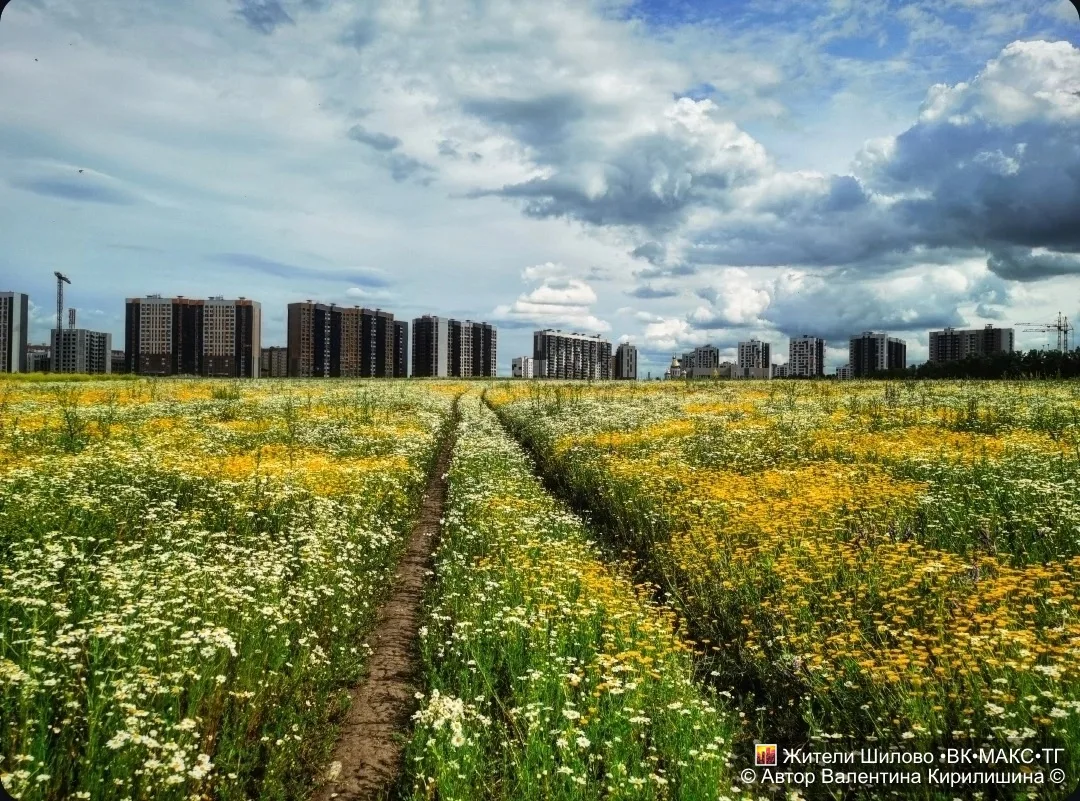 🌼 Прогулка по шиловскому ромашковому "морю"