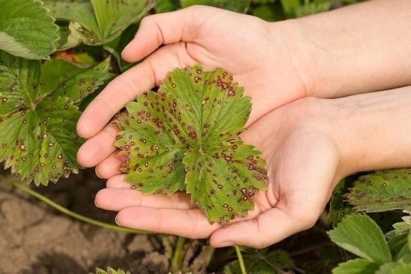 Чем обработать клубнику от болезней 🍓