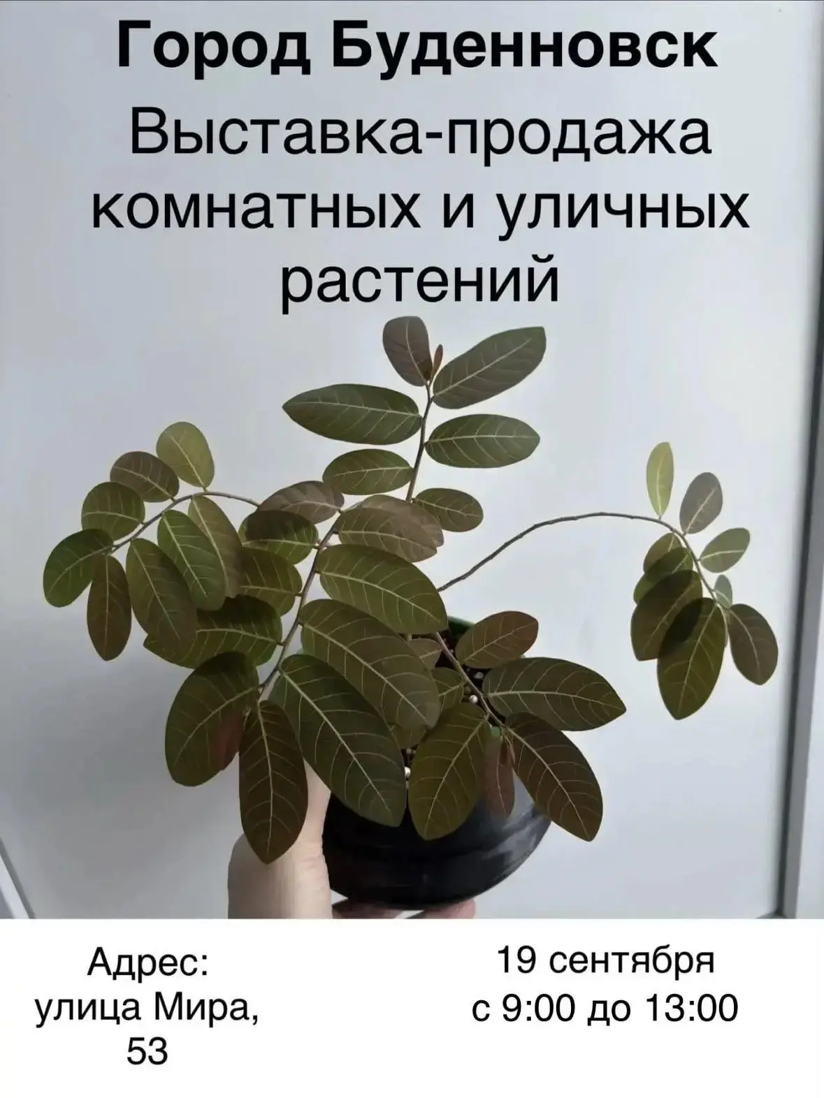 Выставка-продажа домашних излишков растений в Будëнновске!