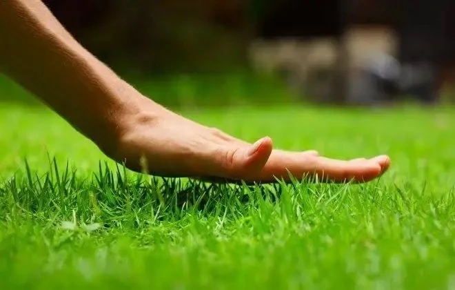 На какую высоту стричь газон? 🌱