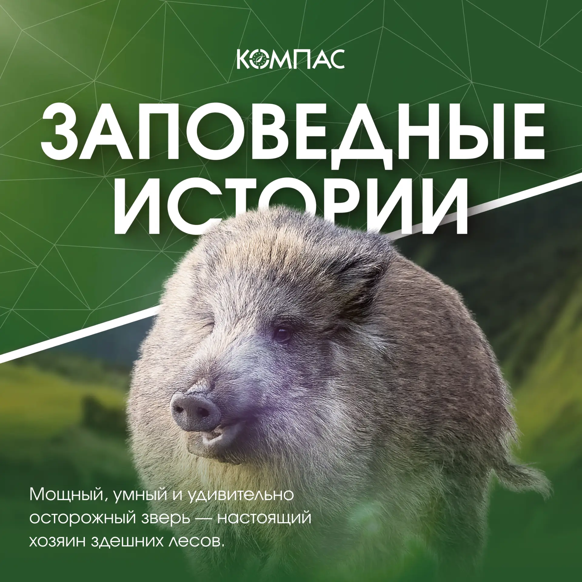 🐾 Заповедные истории | Кабан