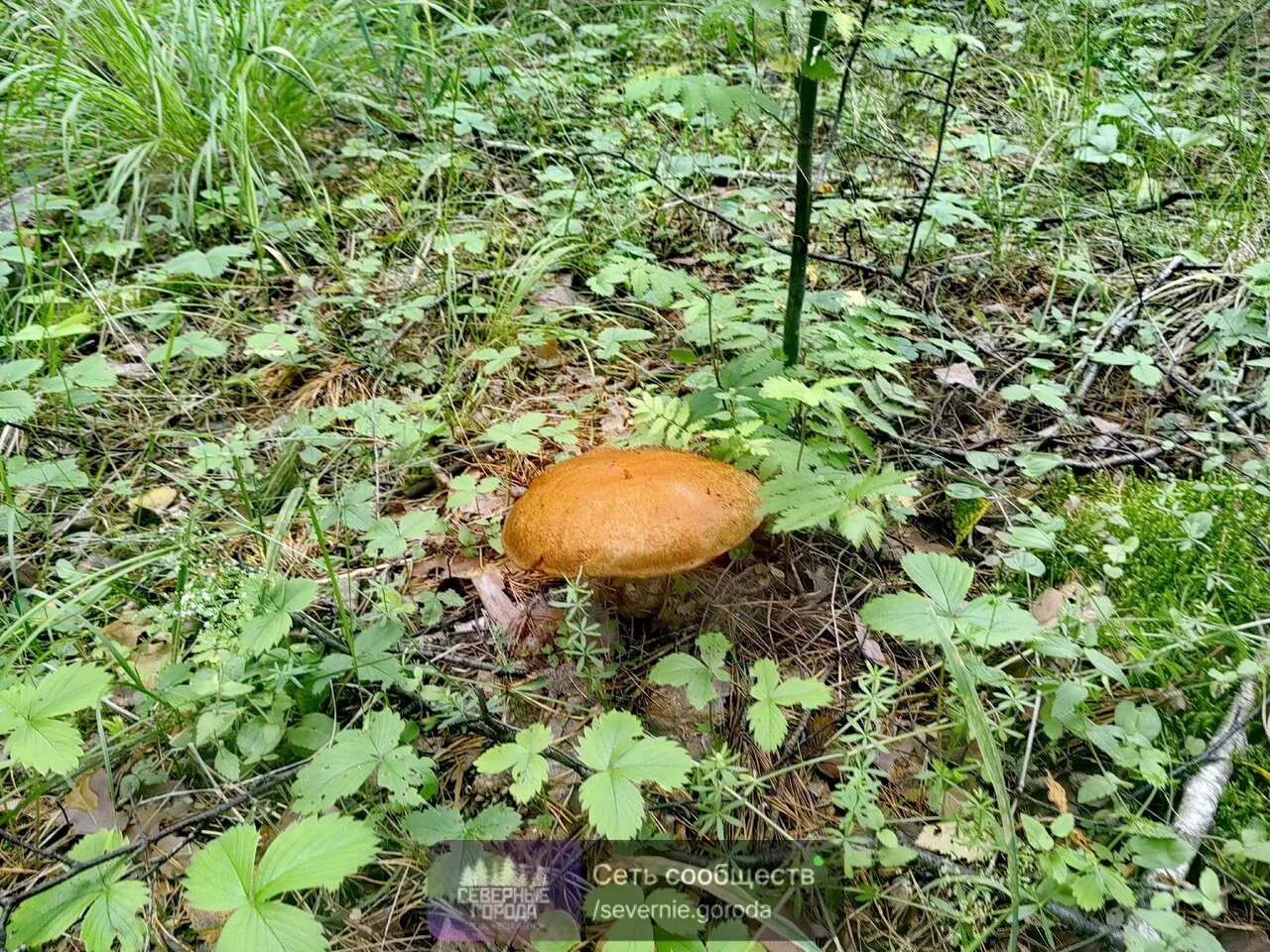🌱 Природа Верхней Пышмы: грибы, птичьи гнезда и красивое небо.