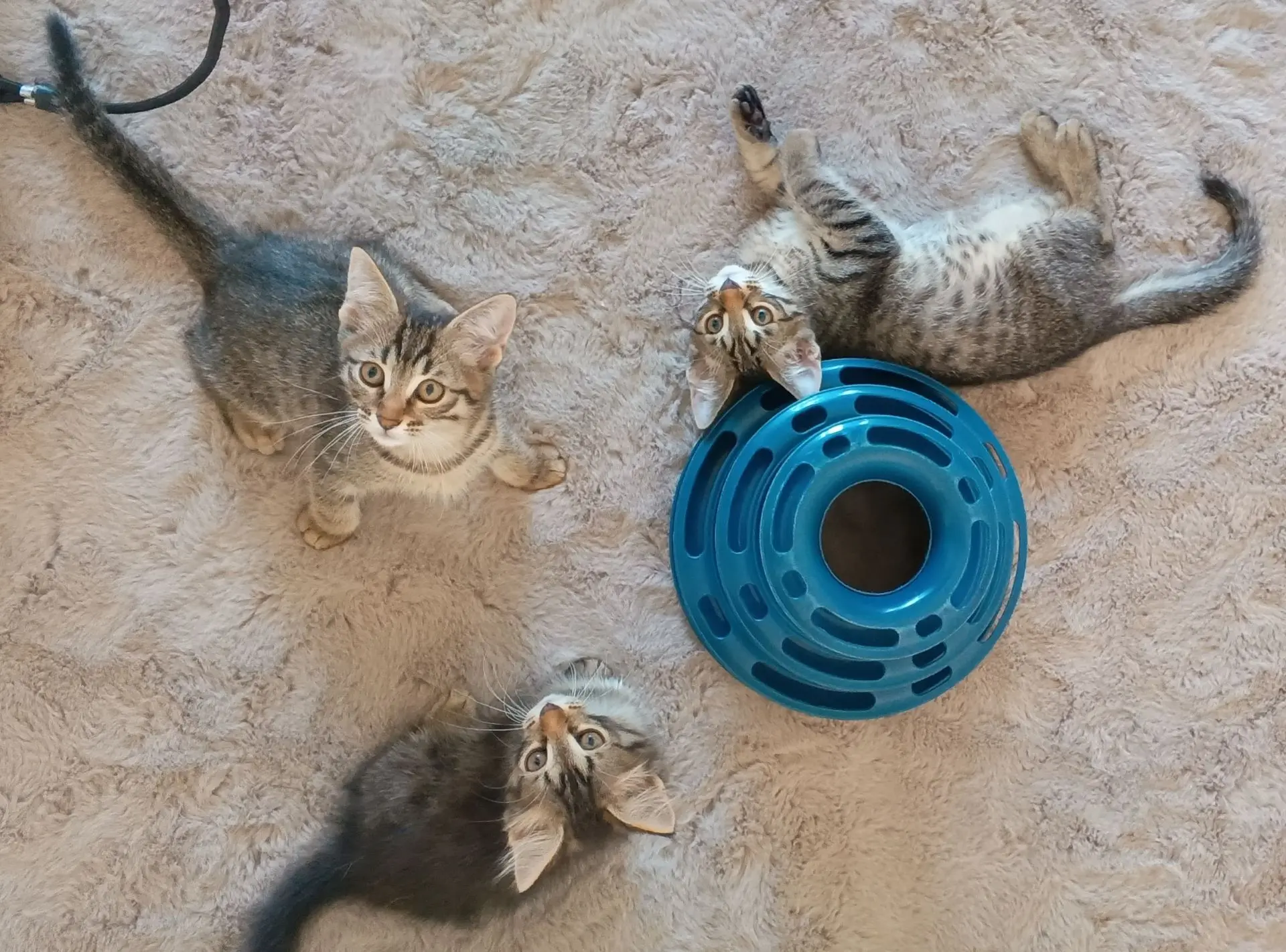 Отдам чудесных котят,умные,к лотку приучены,красивые и добрые❤️
