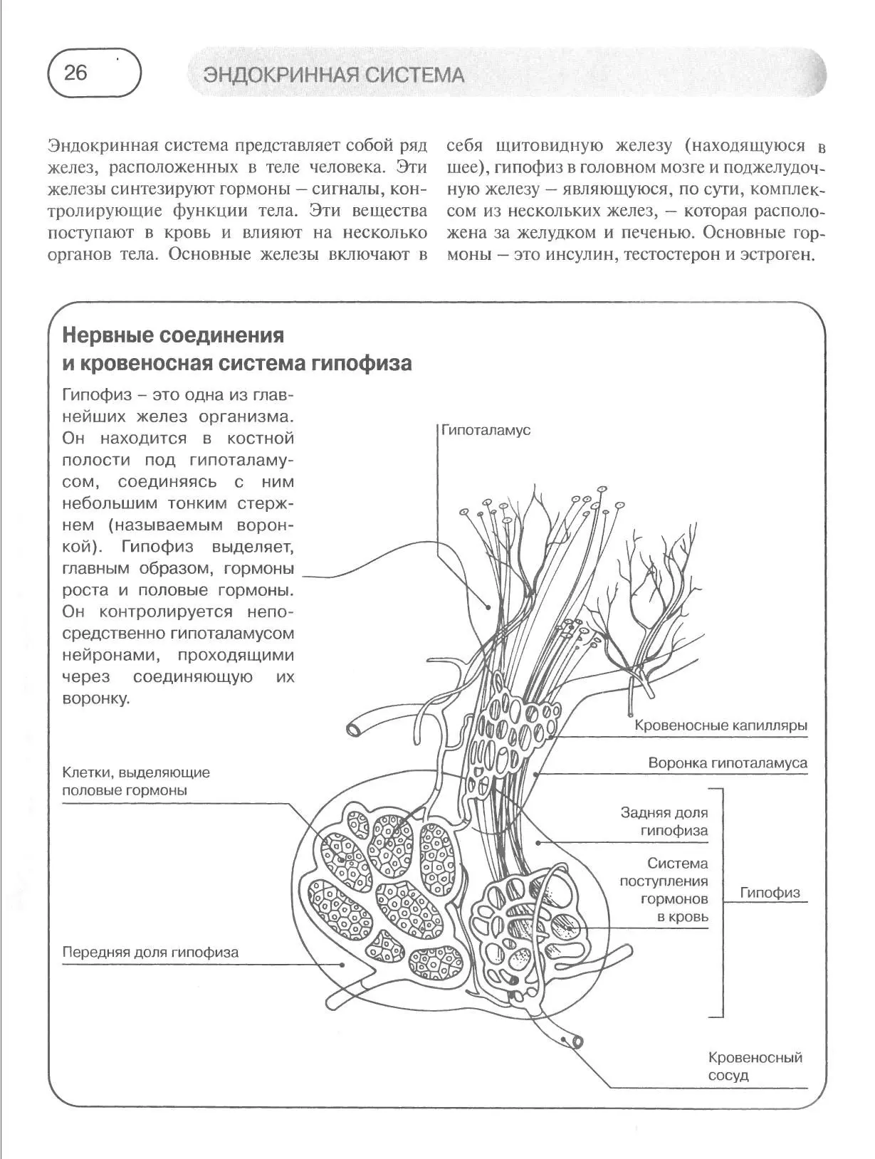Эндокринные железы: гипофиз и гипоталамус