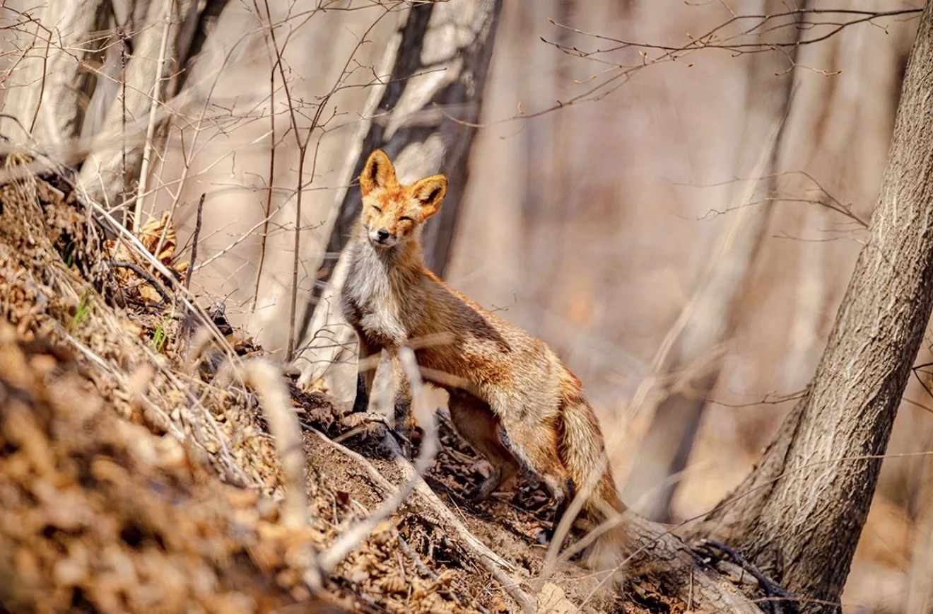 🦊Во Владивостоке на Русском острове удалось запечатлеть лисье семейство  На острове Русский начала в