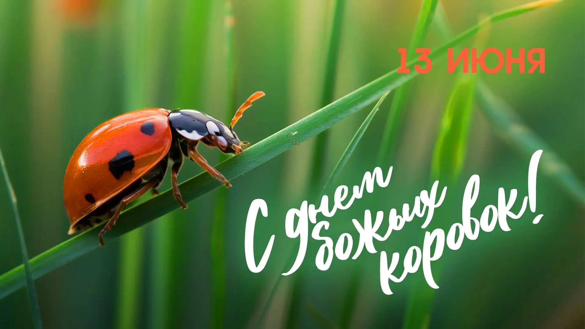 Сегодня отмечают:

🥳 Международный день метания топора

🥳 Всемирный день софтбола

🥳 День божьих 