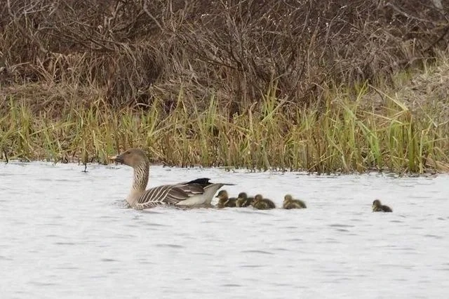 🦆🎉Сегодня праздник у водоплавающих и околоводных птиц   2 февраля отмечается Всемирный день водно-бо