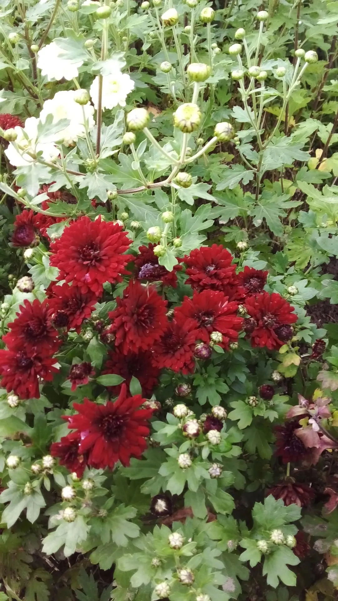 🌸 ОСЕНЬ НА СЕВЕРЕ МОЖЕТ БЫТЬ ВОТ ТАКОЙ! МНОГОЛЕТНИЕ ХРИЗАНТЕМЫ, КОТОРЫЕ ЗИМУЮТ В АРХАН...