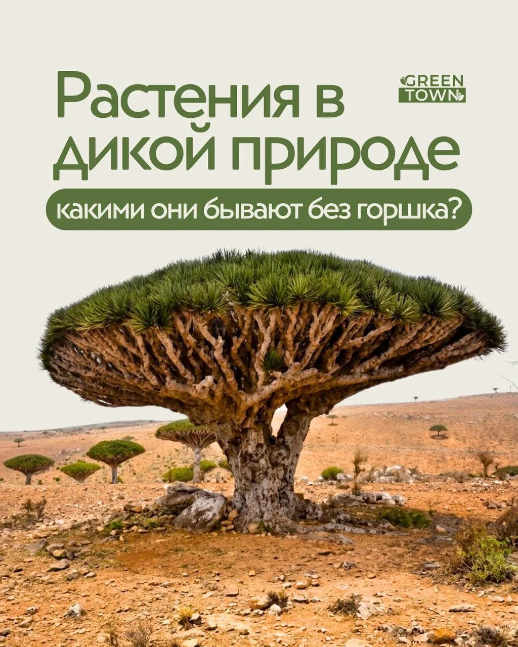 Какими бывают наши комнатные растения в дикой природе?