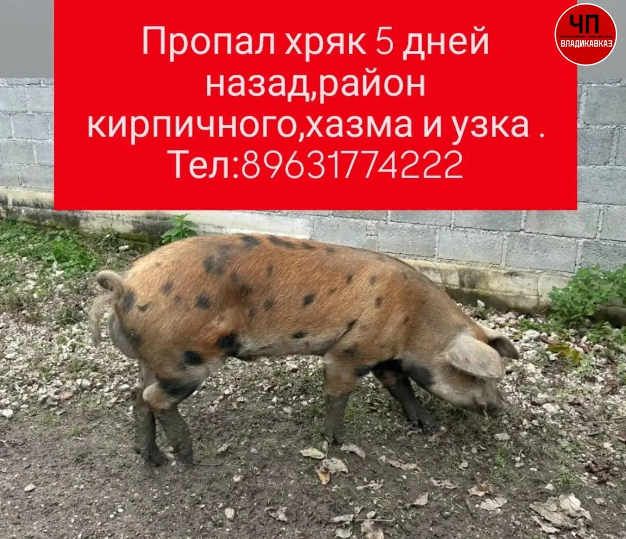 🐷 В Алагире пропал хряк тигровой расцветки.