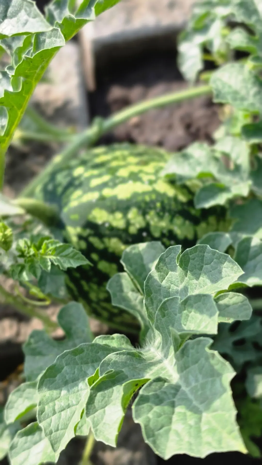 У меня вот ещё что есть, первый раз посадила, такие большие уже🍉