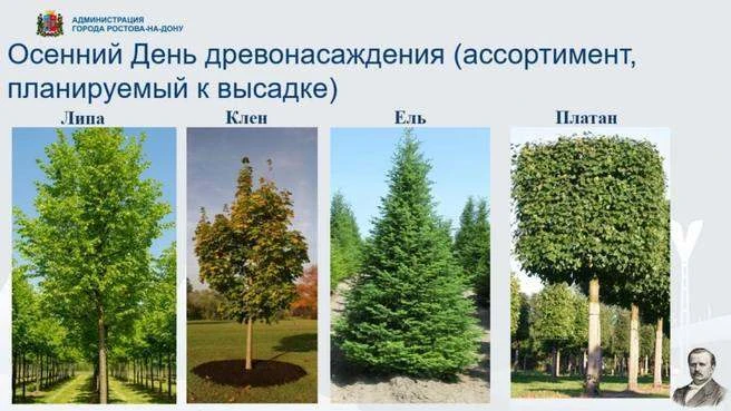 🌳 6700 деревьев и кустарников высадят в Ростове за один день