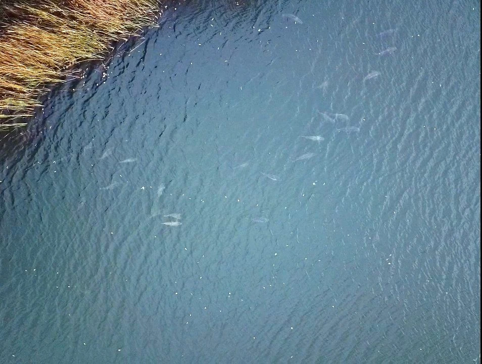 🍁 Лучшие места для ловли карпа поздней осенью