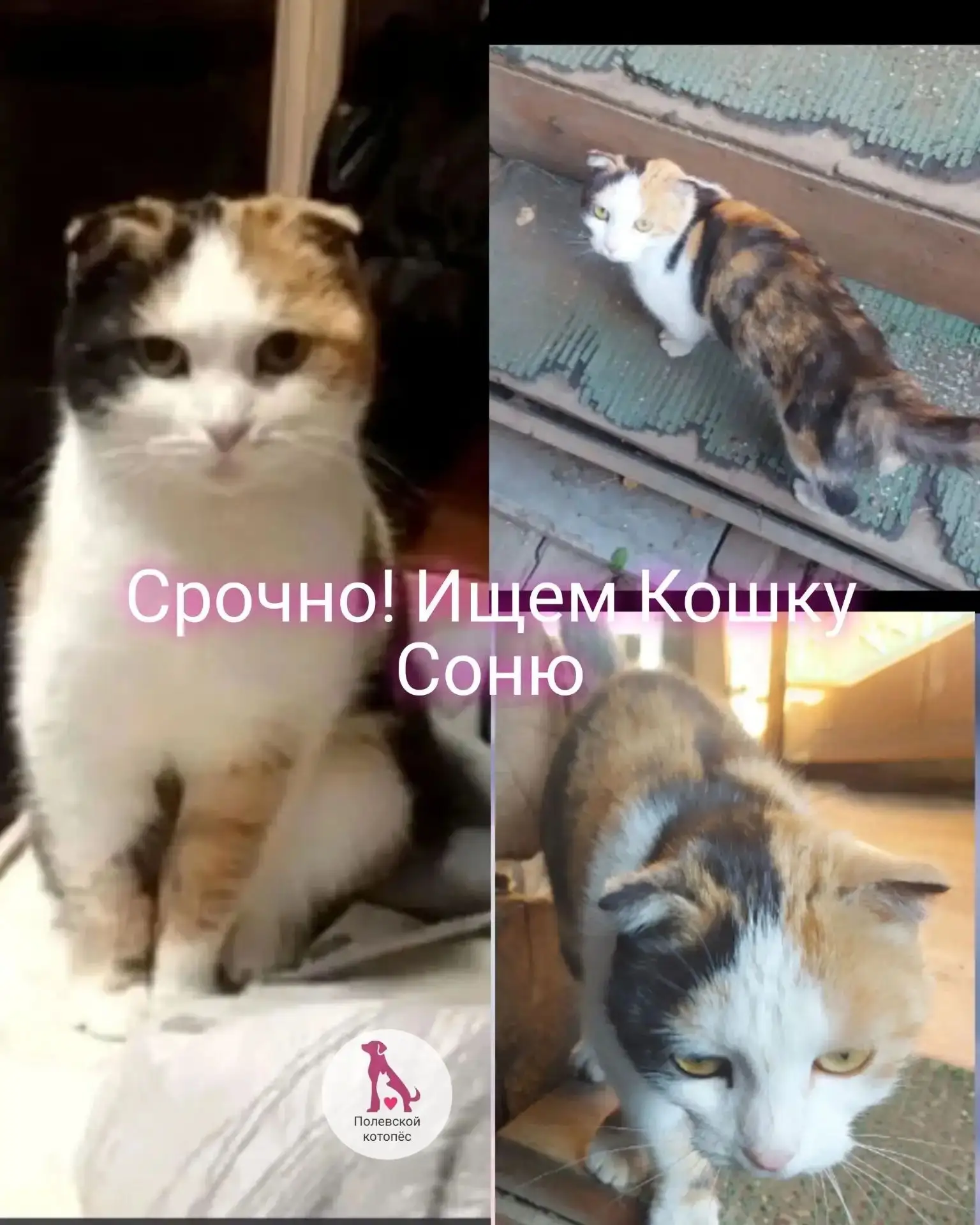 🔴🔴🔴Ищем кошку Соню! Вислоухая, молоденькая. Пропала 3 недели назад с улицы.Карла Мар...