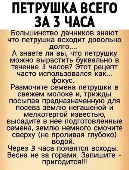 Петрушка всего за 3 часа💚
