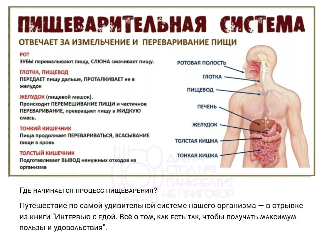 Гдᴇ нᴀчинᴀᴇᴛᴄя ᴨᴩᴏцᴇᴄᴄ ᴨищᴇʙᴀᴩᴇния? . Путешествие по самой удивительной системе нашего организма — в