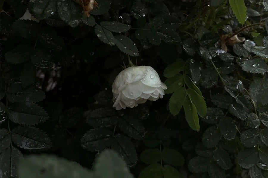 🌧️ Дождь и сильный ветер: прогноз погоды на 19 июня

Синоптики рассказали о погоде в Рязанской обла