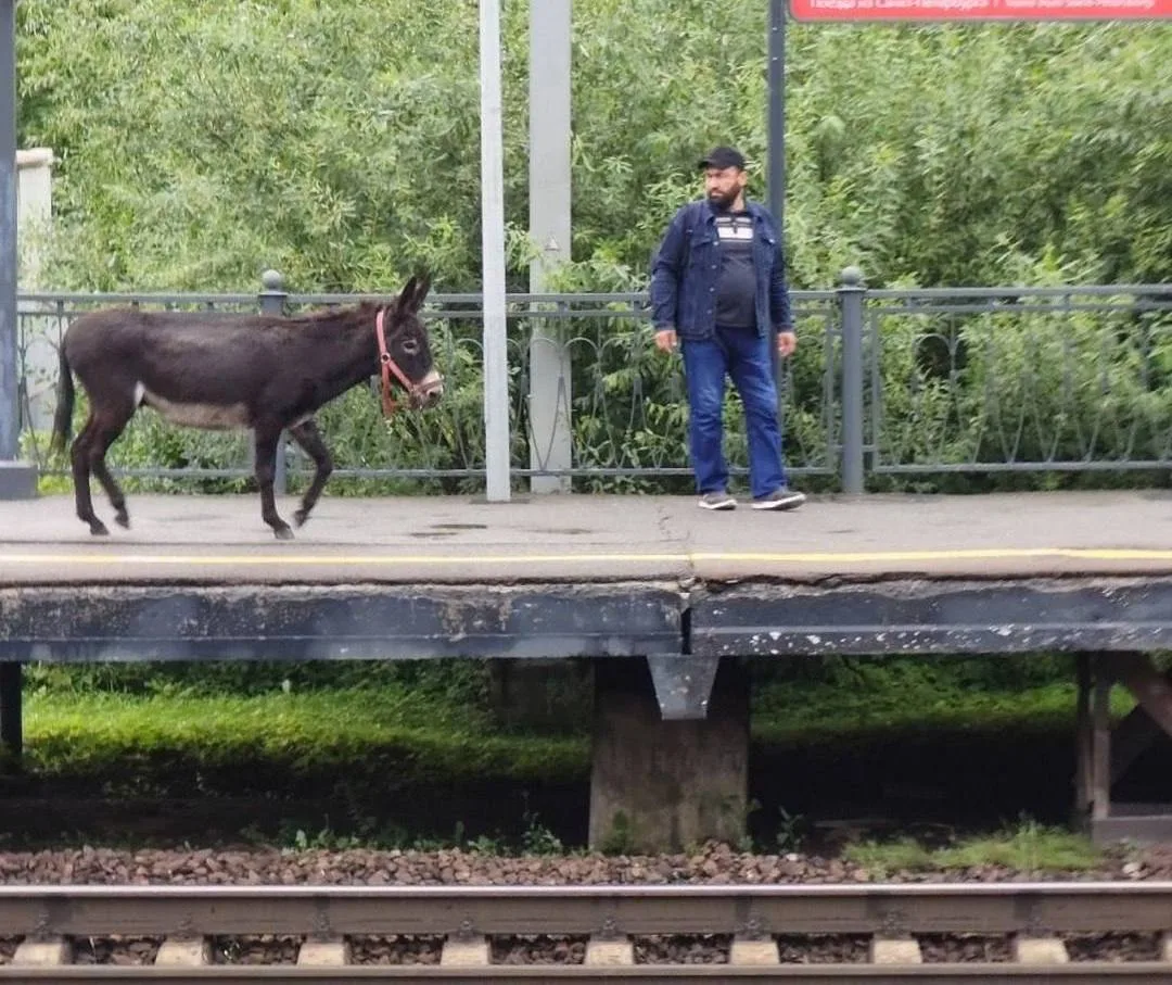 🫏 Ослик снова сбежал в Парголово