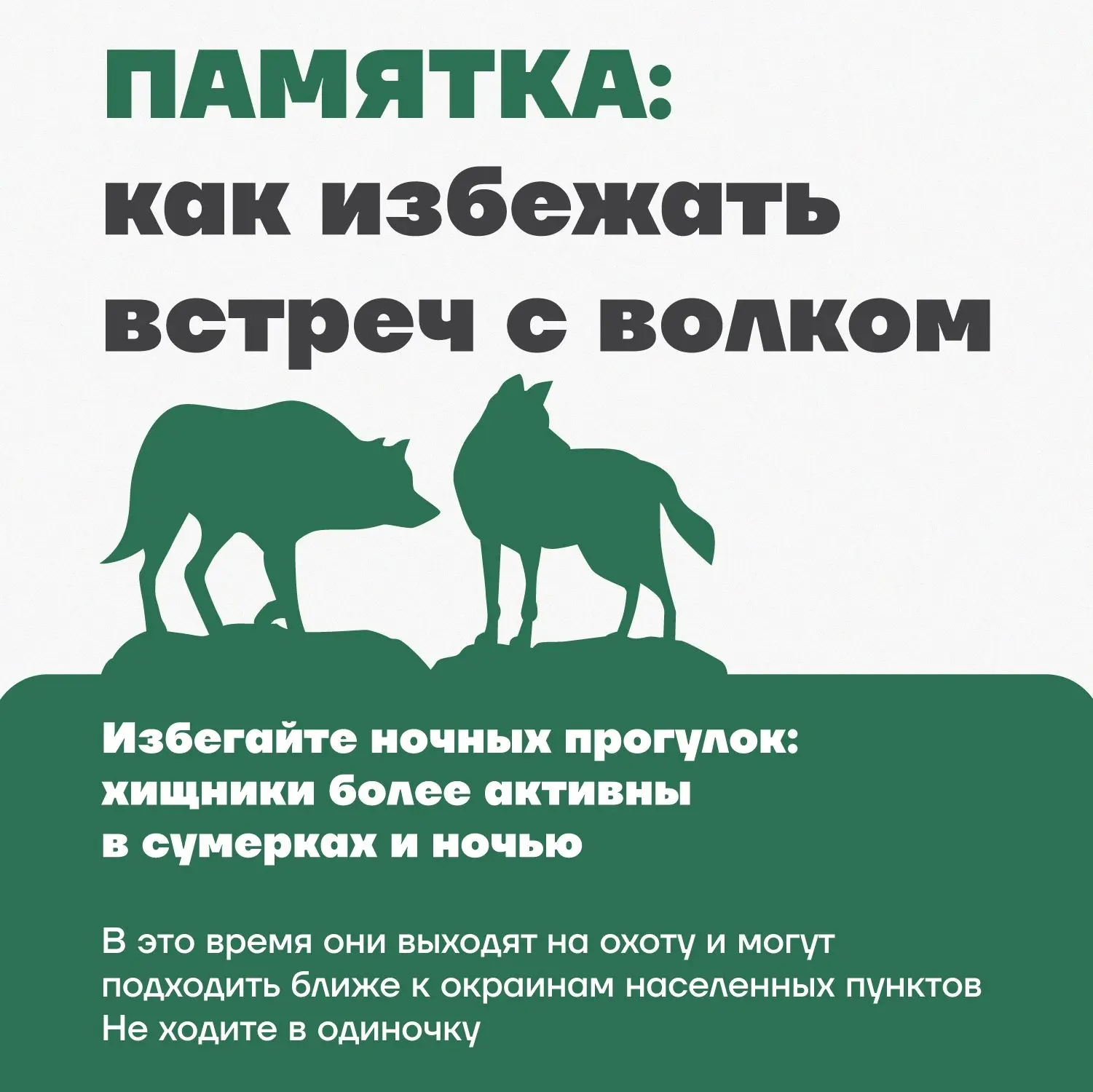 🐺В Пряжинском районе с начала сезона добыли 4 волка.