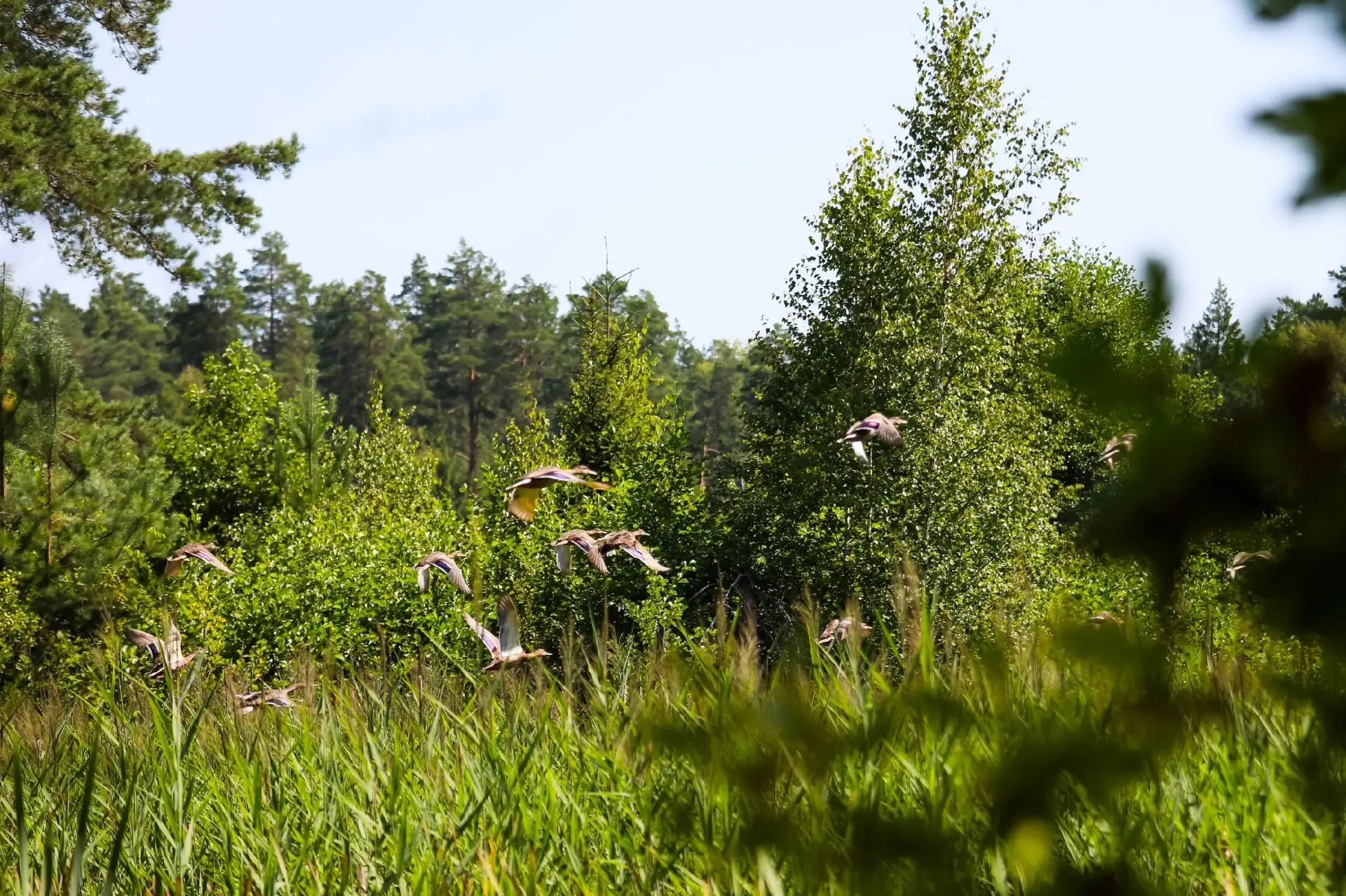 Летят утки 🦆

Фото: Светланы Солдатченковой, заповедник Брянский лес 🌲