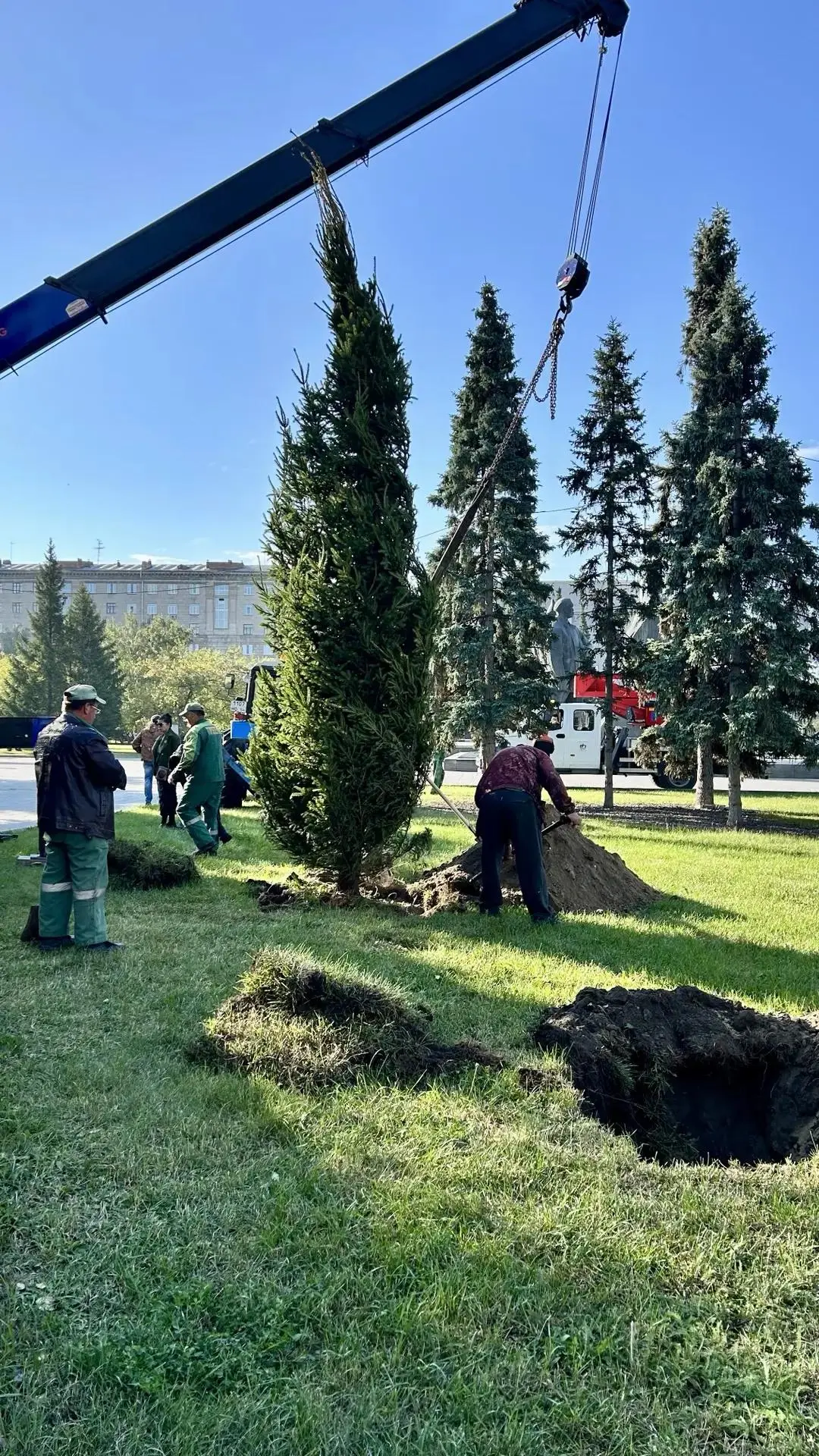 В Театральном сквере Новосибирска высадили шестиметровые ели