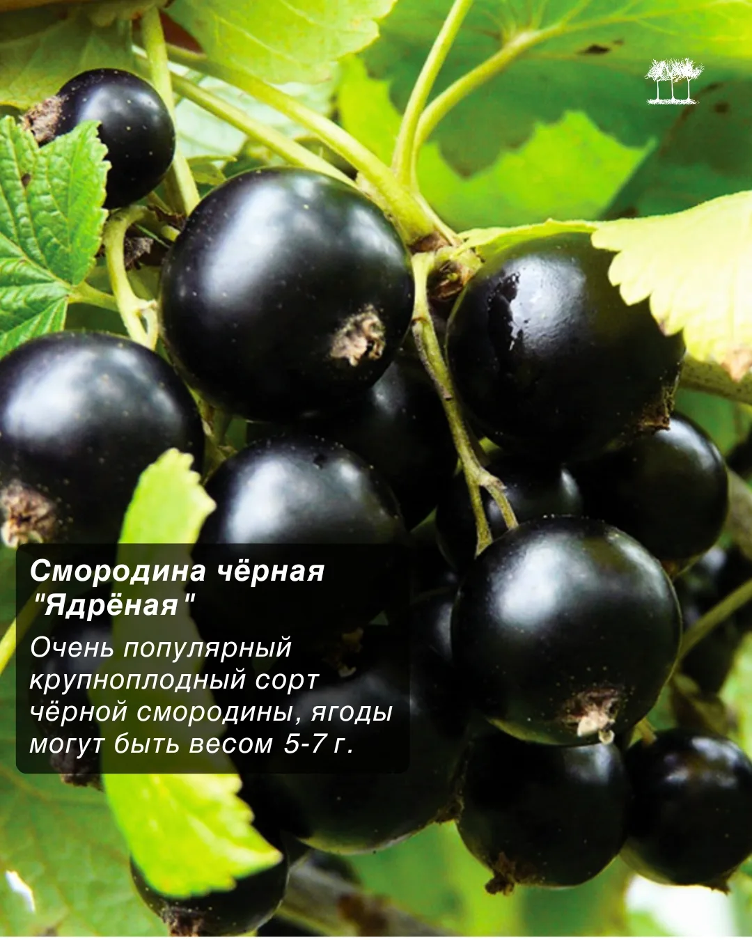 Какой вкус у лета? Самый разный! Это и сладкая земляника с грядки, и ароматная смородин...