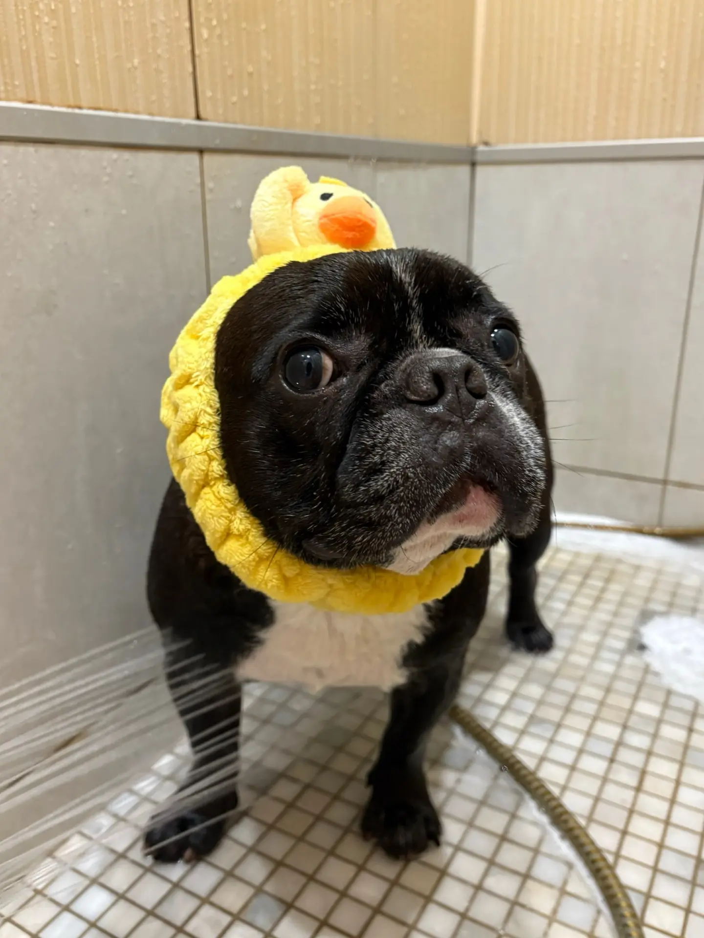 Ну цыпленок🐣