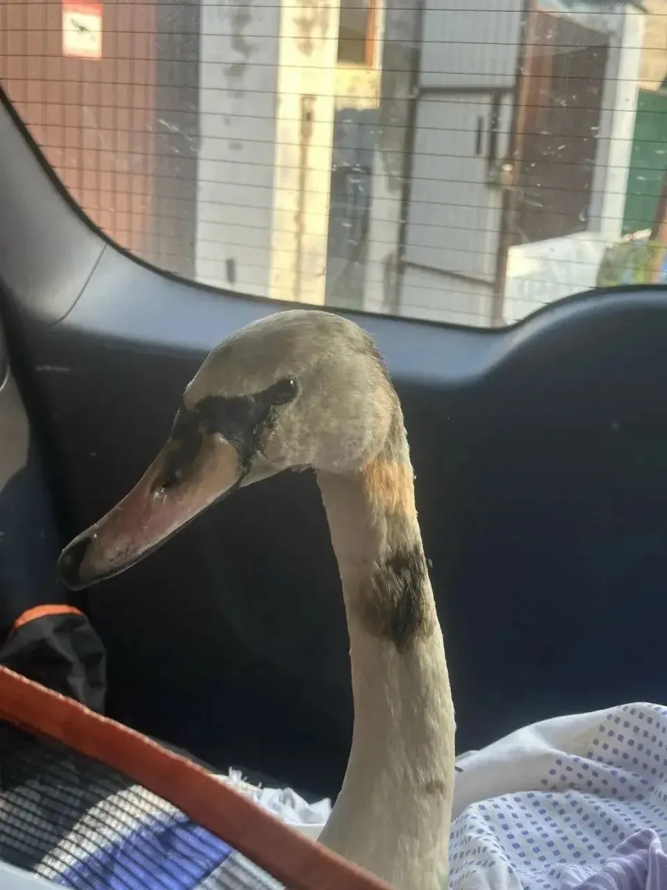🦢Лебедя в мазуте доставили из ЯНАО в ХМАО