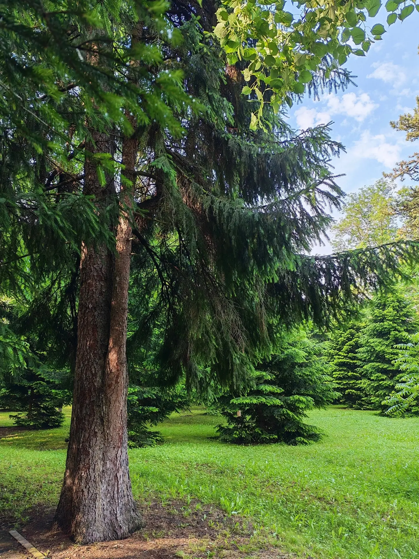 Доброе утро, город зеленого цвета 💚🌲

Фото: Татьяна Озерова