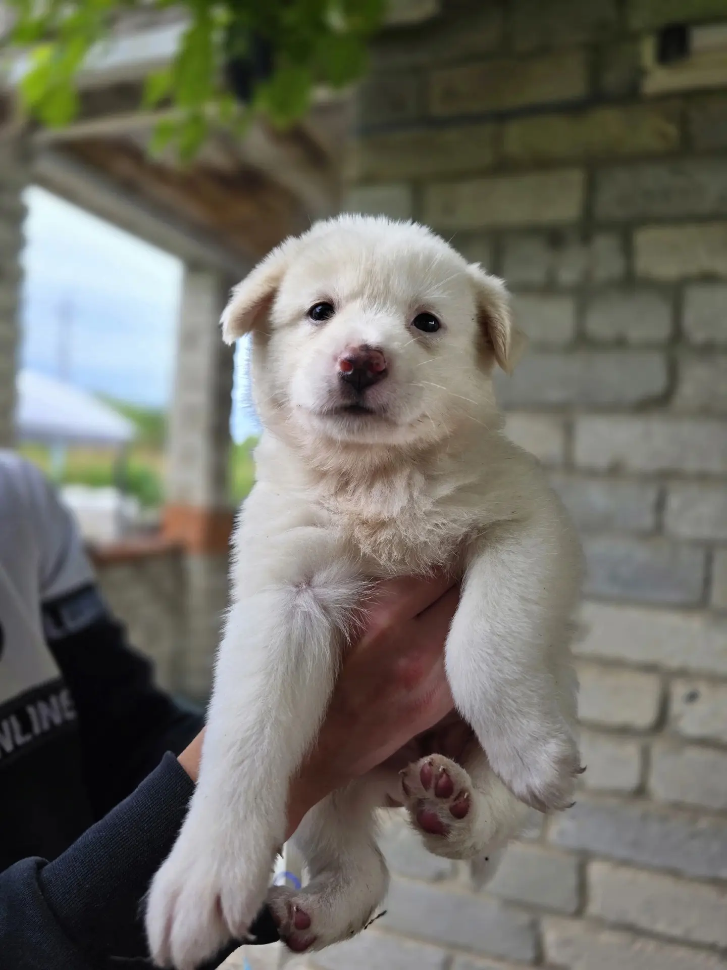 🐶 По дороге на дачу встретили кутят. Выбросили вдоль дороги на верную смерть, оставили...