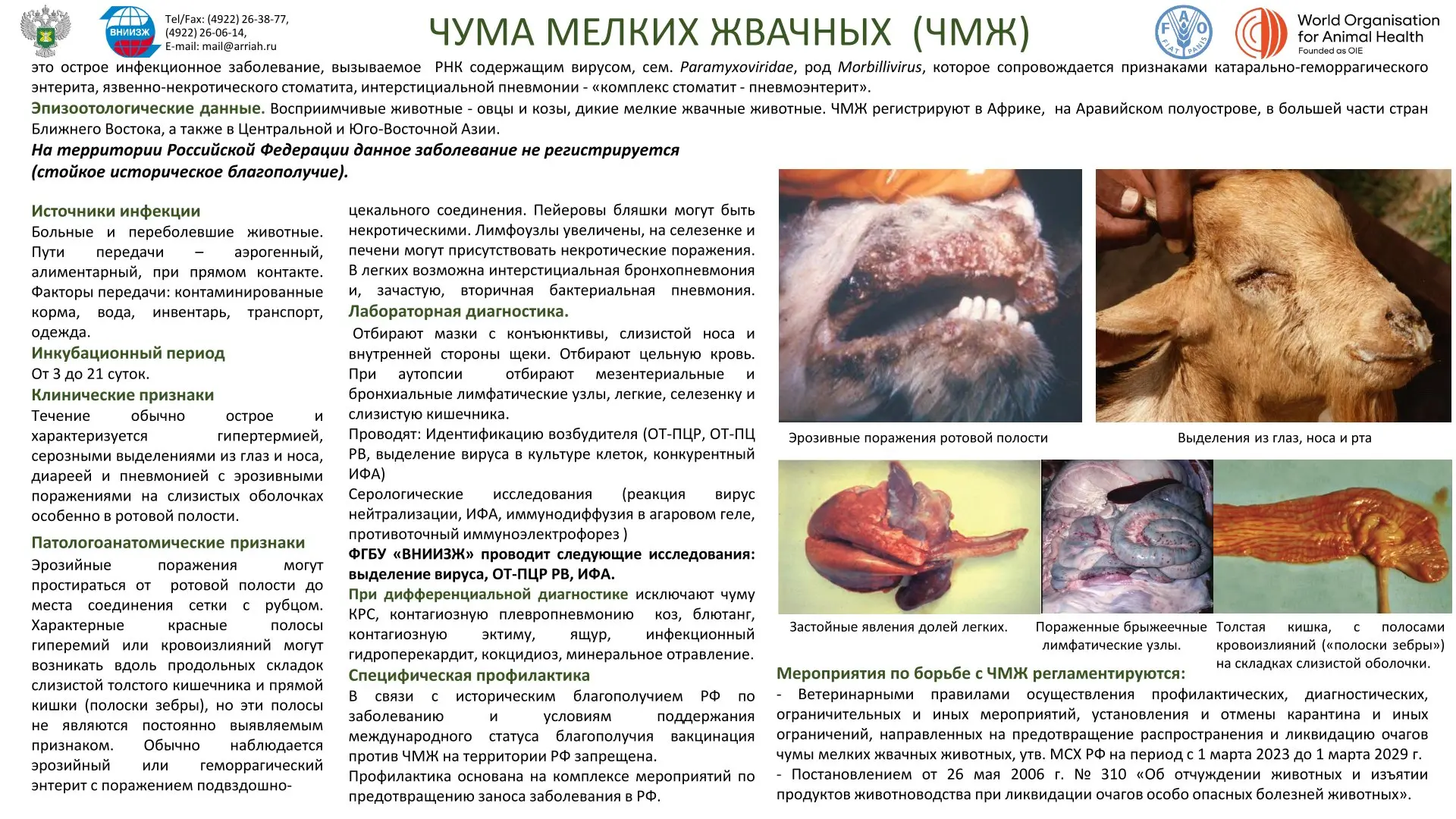 ПРОФИЛАКТИКА ЧУМЫ МРС