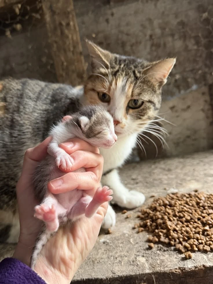 подпишись на котямбусы🐈
