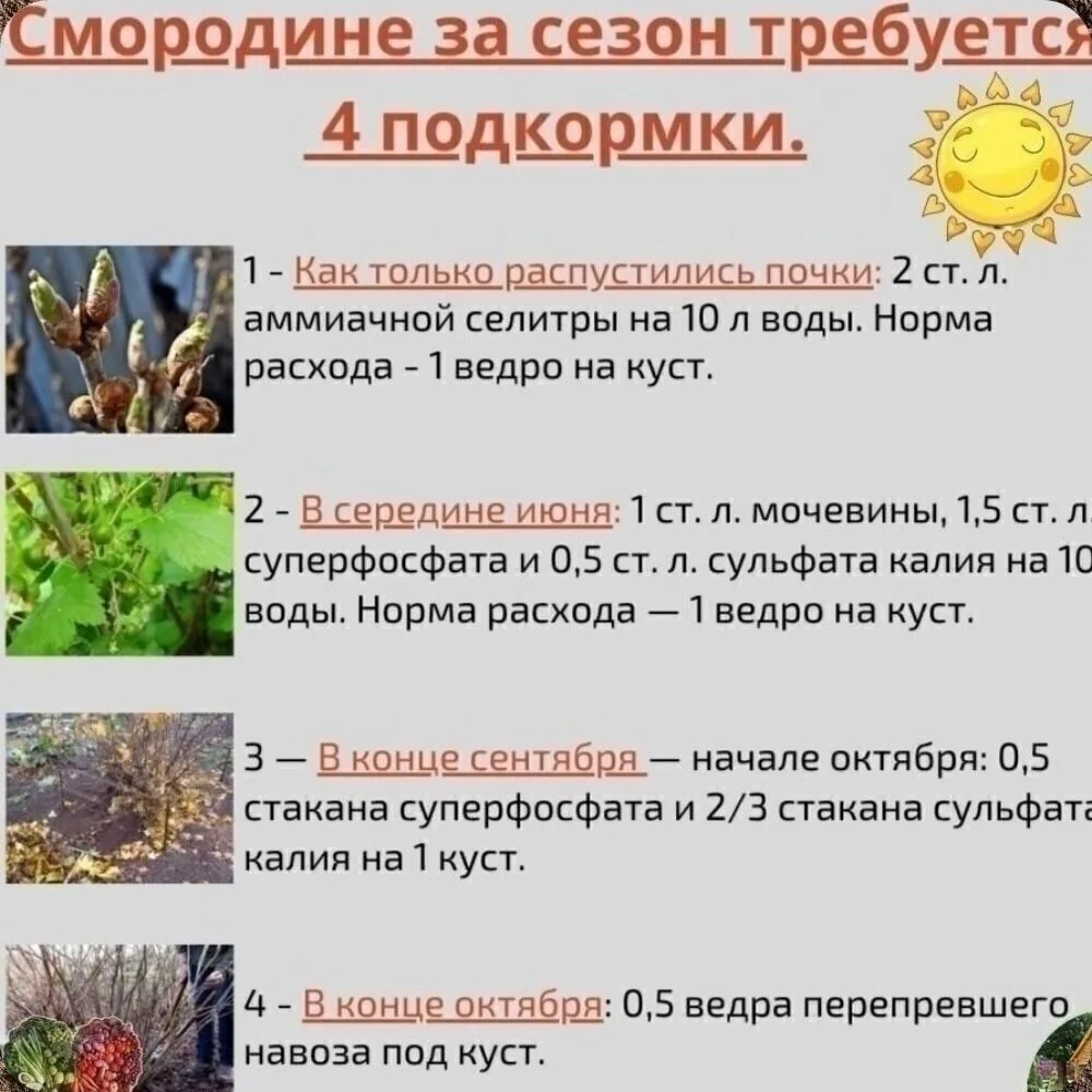 Подкормки для смородины✅