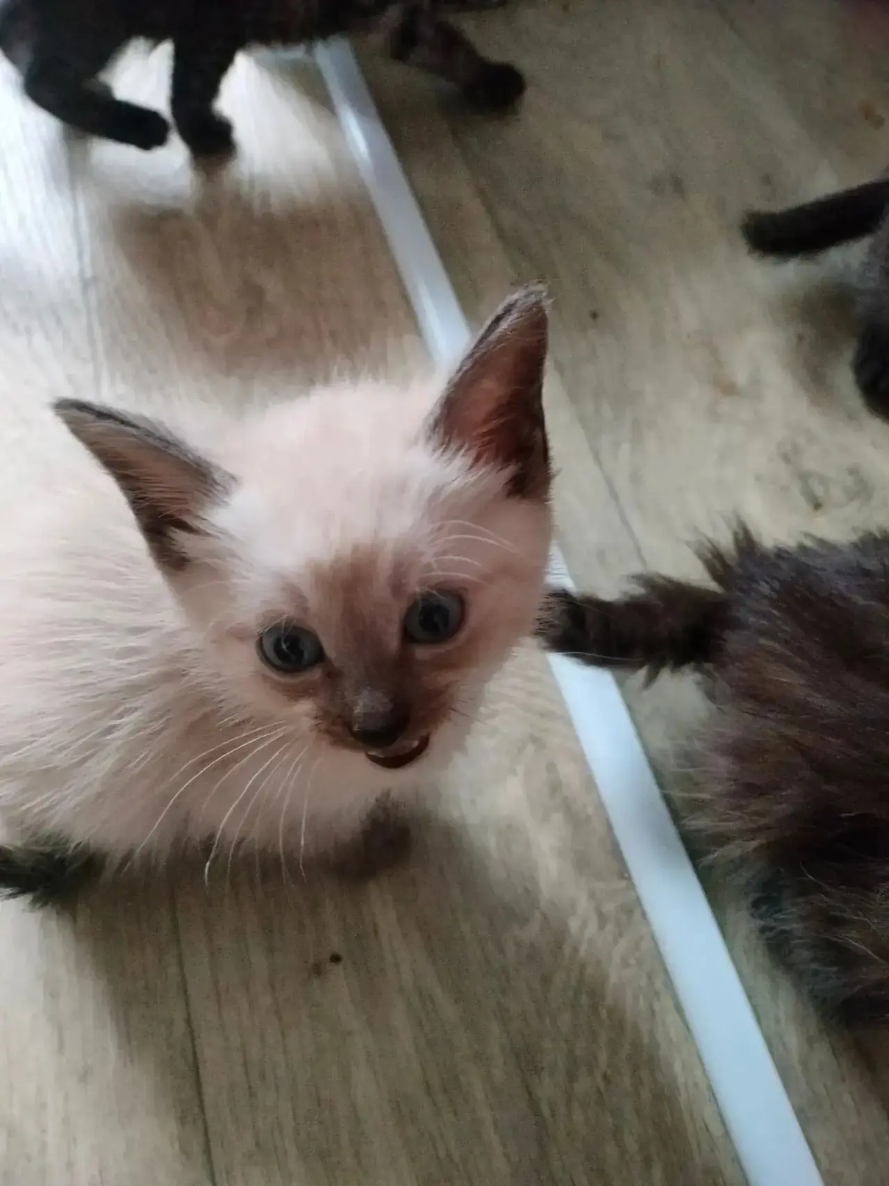 Отдадим котят в хорошие руки
